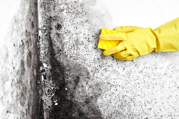 Best Home Mold Removal  in Jacksonwald, PA