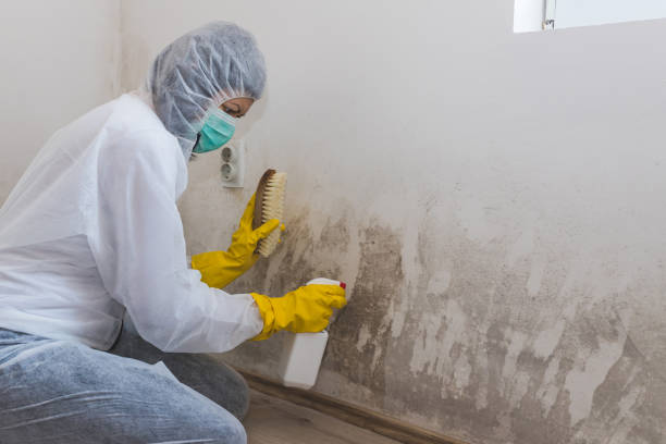 Best Mold Removal and Inspection  in Jacksonwald, PA