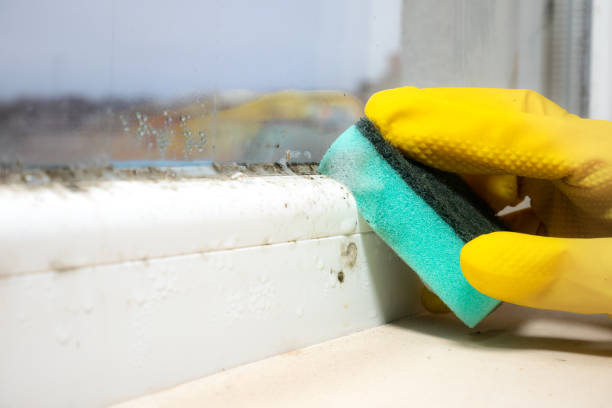 Best Mold Removal Near Me  in Jacksonwald, PA