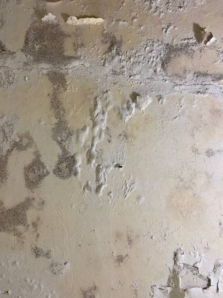 Best Attic Mold Removal  in Jacksonwald, PA