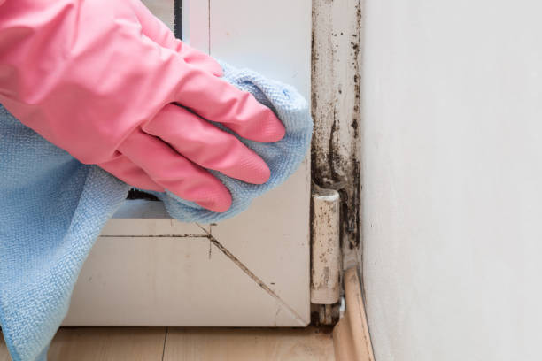 Best Professional Mold Removal  in Jacksonwald, PA